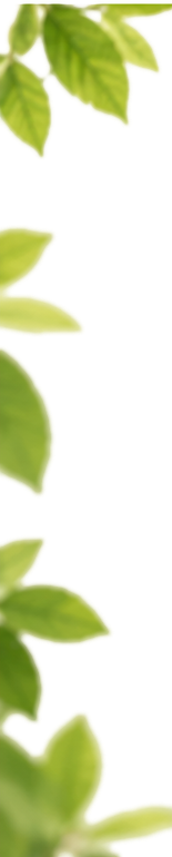 Amla Leaves Framing
