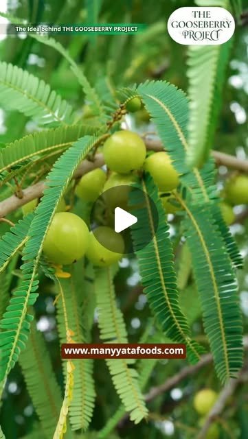 Amla Candy Processing Reel